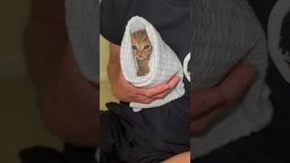 Purrito tutorial with 2xNuggets 🩷 [upl. by Tteltrab446]