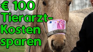 Horse Life Hack Bis zu 100 Euro beim Tierarzt sparen [upl. by Miller874]