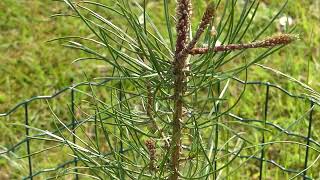 Pinus pinaster Aiton [upl. by Cook]