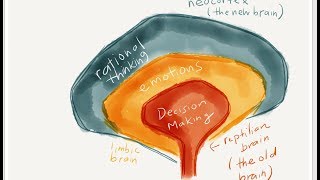 The quotTriunequot Brain On Human Evolution amp The 3 Stages of Cognitive Function  Deep Motivation [upl. by Attah696]