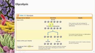 Chapter 07 Microbial Metabolism  Cowan  Dr Mark Jolley [upl. by Nytram179]