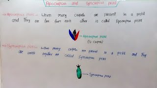 Apocarpous And Syncarpous Pistil In HindiUrdu [upl. by Alien910]