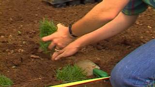 Planting Zoysia Grass [upl. by Takashi]