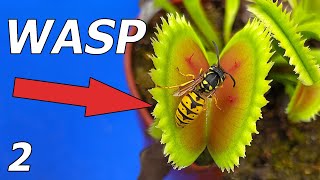 Wasp vs Venus Flytrap  Event 2 [upl. by Notgnihsaw736]