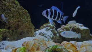 Infamous Tanganyikan Community Tank Update Frontosa and Multifasciatus [upl. by Elleirol]