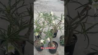 Adenium White crispum adenium astarplants viral shorts flowers [upl. by Einnoj171]