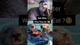 Facts About Sea Otter  Cute Predator seaotter animals shorts [upl. by Sara]