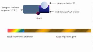 Gene activation by the plant hormone Auxin [upl. by Spracklen993]