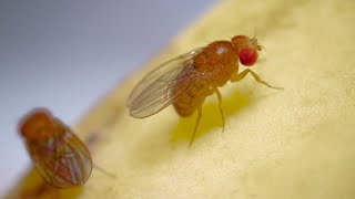 Complete Life Cycle of the Fruit Fly [upl. by Riesman]