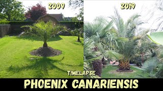 11 Years Timelapse of my canary date palm  Belgium [upl. by Gibbs]