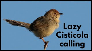 LAZY CISTICOLA calling its whiny call [upl. by Cloris407]