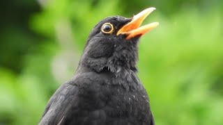 Blackbird Singing  Blackbird Song Thurdus merula  Relaxing Nature Sounds [upl. by Lalat]