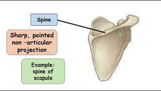 Spine Bone Marking [upl. by Mayram]