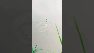 Frog catching with hook its fun content fishing shorts [upl. by Liuka]