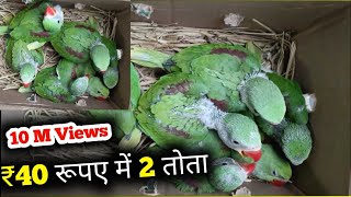 Parrots Pirce Only ₹40 Pair Cheapest Price Parrots [upl. by Nalon]