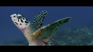 A Hawksbill Turtle between breaths  ©Liquid Motion® [upl. by Serica825]