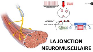 La synapse ou jonction neuromusculaire [upl. by Airetahs]