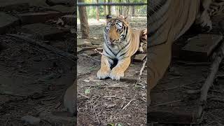 Powerful Tiger look 🐯🐯 tiger cute animals wildlife [upl. by Schiffman]