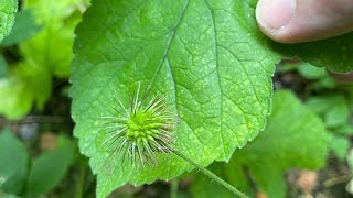 Discover the Burdock Plant Edible Roots Leaves and Medicinal Uses [upl. by Feld]