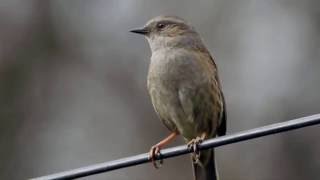 Dunnock song [upl. by Acirre]