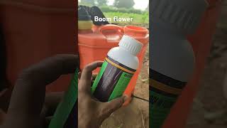 Boom flower tonicagriculture agriculturefarming shortvideo [upl. by Cartwright]