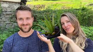 Why We Drink Aloe Vera Juice Daily Health Benefits Of The Alien Plant [upl. by Leamaj498]