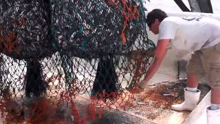 NC Shrimp Bycatch Pamlico Sound North Carolina [upl. by Southworth]