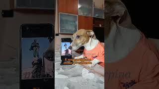 lasciatemi cantare 🎸 merybijouesciarpina comedy jackrussell [upl. by Aratahs]