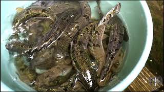 POLYPTERUS DELHEZI BARRED BICHIRARMOURED BICHIR [upl. by Neersan]