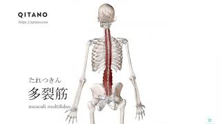 多裂筋の解剖学図｜musculus coccygeus｜筋肉辞典58 [upl. by Toor]