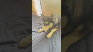 husky huskiesy siberianhusky huskyplaying huskylife huskii cute funny huskyowner [upl. by Kile]