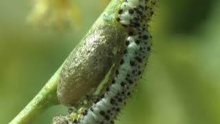 Braconidae Microplitis retentus parasite lAurore de Provence [upl. by Harlin]