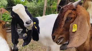 GOAT FARMING🐐🐐 OUR ACTIVITIES WITH TAME AND CUTE GOATS [upl. by Lonna]