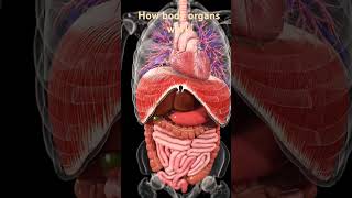 How body organs work 🤔😱🧐 viralvideo icu emergency shorts human body organ bodyparts doctor [upl. by Greggs829]