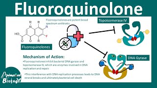 Fluoroquinolones  How do fluoroquinolone antibiotics work [upl. by Atteuqihc]