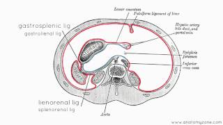 Peritoneal Cavity  Part 3  Anatomy Tutorial [upl. by Courtnay]