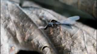 Hypoponera opacior nuptial flight [upl. by Nama]