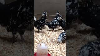 Rooster Crowing Mottled Houdan Chickens farmlife chickens [upl. by Say]