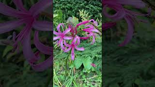 My secret garden quest 487 nerine guernsey lilly [upl. by Ky525]