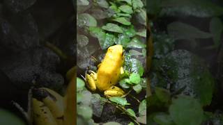 Golden Poison Frog Colombias Tiny Lethal Wonder GoldenPoisonFrog frog amphibians [upl. by Anairda]