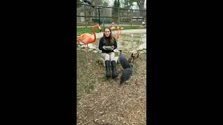 Keeper Corner Vulturine Guineafowl [upl. by Ellennaj451]