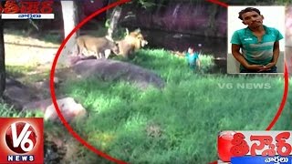 Drunk Man Enters Into Lions Enclosure At Hyderabad Zoo Park  Teenmaar News  V6 News [upl. by Janus572]