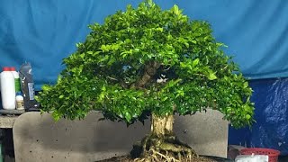 Bonsai Cây Cảnh 611 GL LH0889244699 [upl. by Griffin438]