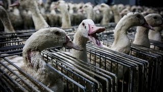 Shocking cruelty exposed at Caracierzos foie gras farm  Animal Equality [upl. by Ahsienahs]