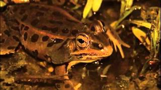 Frog Chorus [upl. by Netloc]