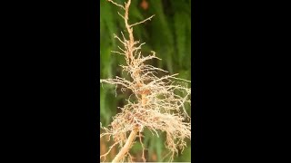 Root Hair Fibrous roots [upl. by Enilemme]