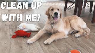 PUPPY CLEANING UP HIS TOYS GOLDEN RETRIEVER [upl. by Rhpotsirhc]