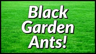 About Black Garden Ants [upl. by Fabozzi]