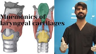 mnemonic of laryngeal cartilages  paired and  unpaired  cartilages  anatomy [upl. by Karna798]