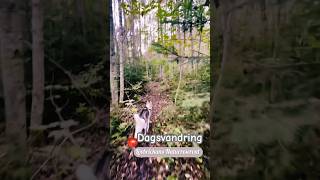 Dagsvandring vid Lövbrickans Naturreservat Örebrolän husky hiking naturereserves [upl. by Latin]